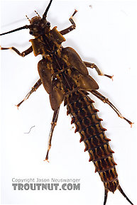 Pteronarcys biloba (Knobbed Salmonfly) Stonefly Nymph