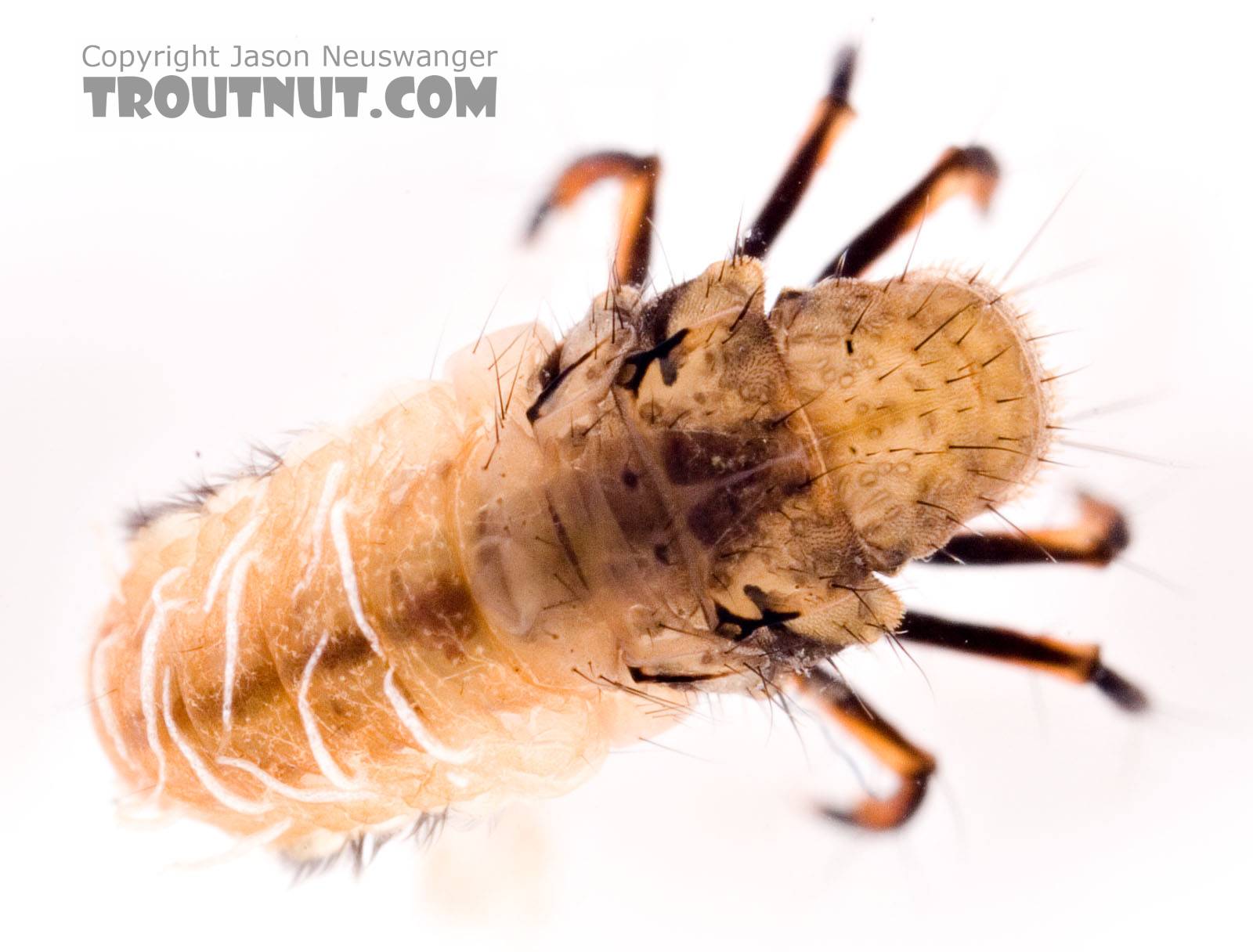 Neophylax (Autumn Mottled Sedges) Caddisfly Larva from the Neversink River (above reservoir) in New York