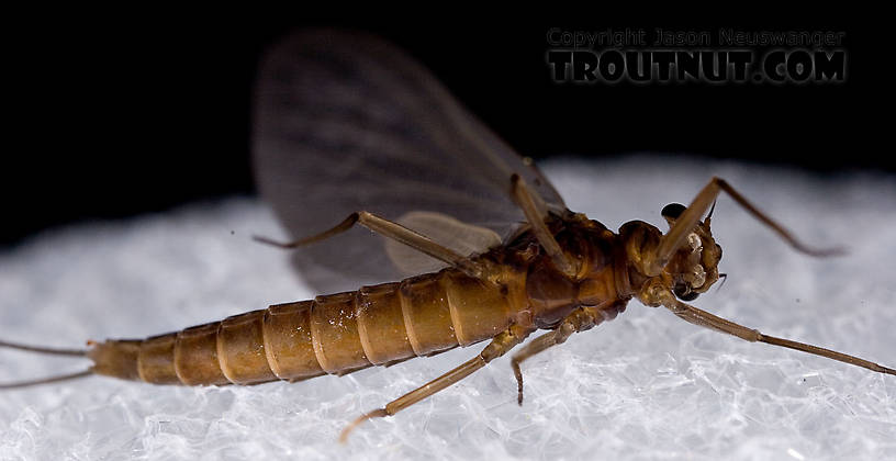 Male Paraleptophlebia (Blue Quills and Mahogany Duns) Mayfly Dun from the Neversink River in New York