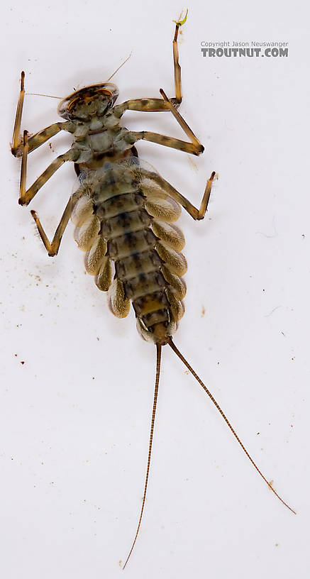 Epeorus (Little Maryatts) Mayfly Nymph from Mongaup Creek in New York