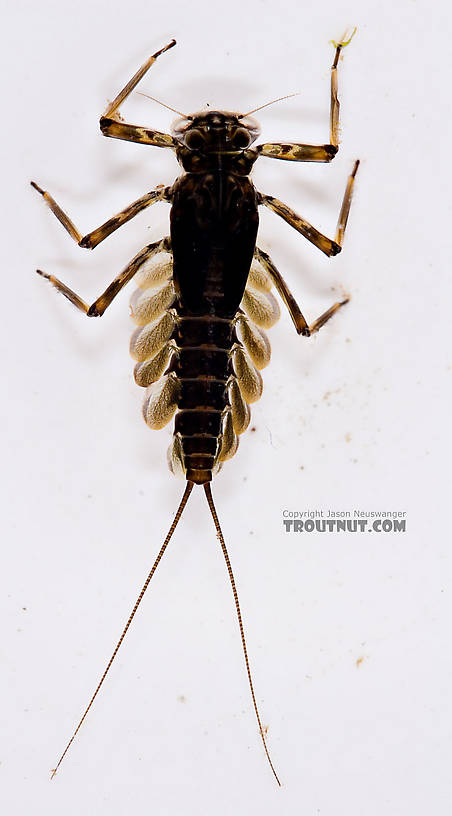 Epeorus (Little Maryatts) Mayfly Nymph from Mongaup Creek in New York