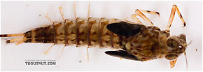 Ameletus ludens (Brown Dun) Mayfly Nymph