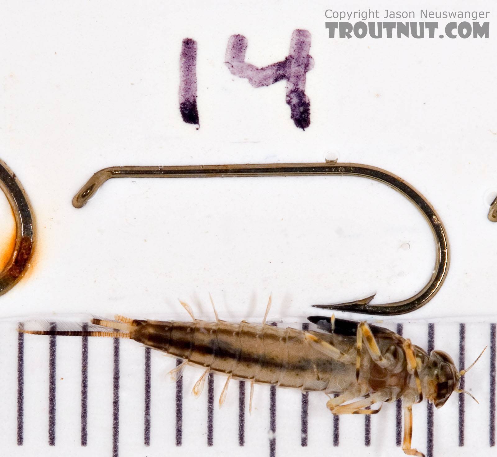 Ameletus ludens (Brown Dun) Mayfly Nymph from Mongaup Creek in New York