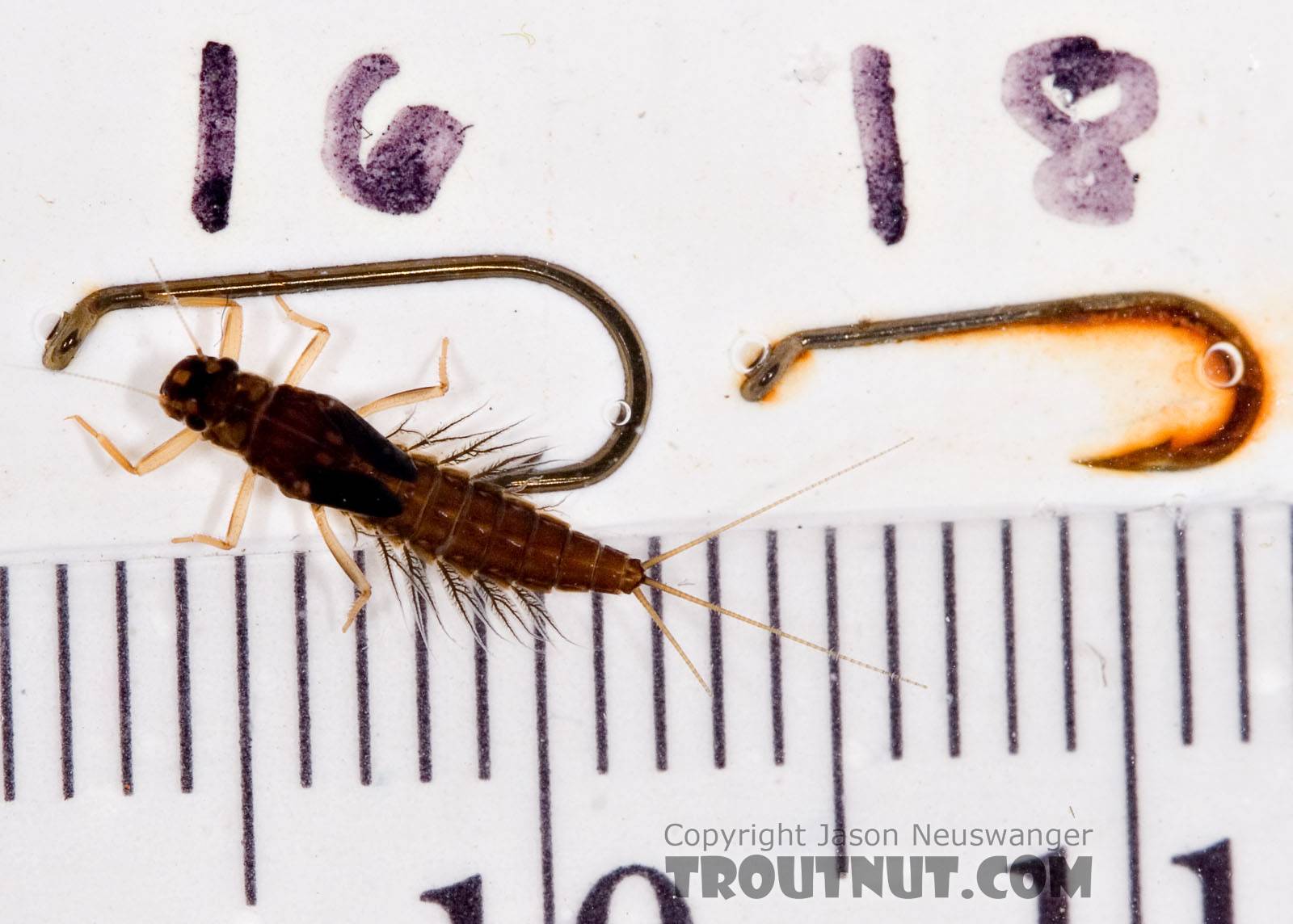 Neoleptophlebia Mayfly Nymph from Mongaup Creek in New York
