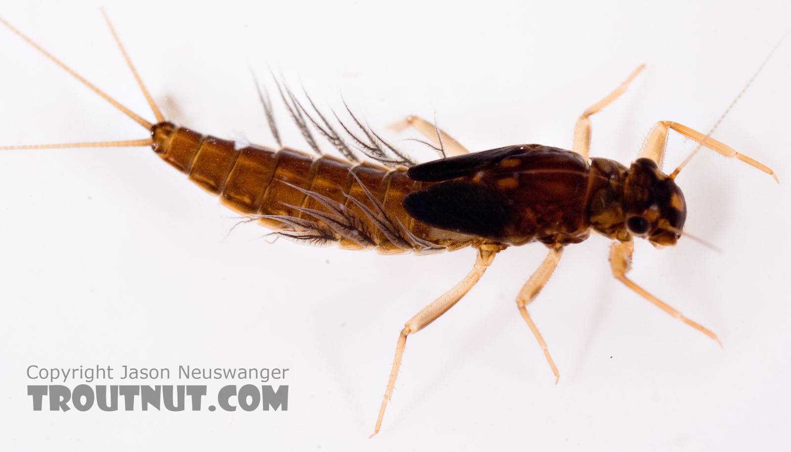 Neoleptophlebia Mayfly Nymph from Mongaup Creek in New York