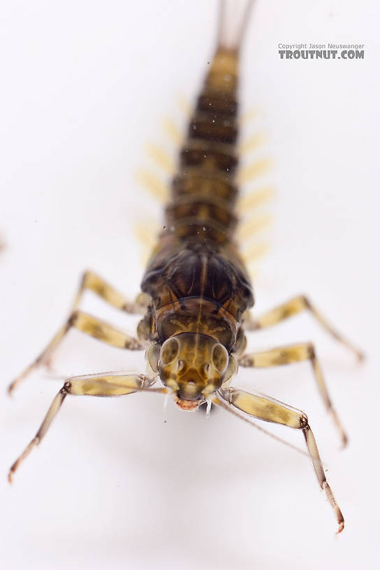 Baetis (Blue-Winged Olives) Mayfly Nymph from Mongaup Creek in New York