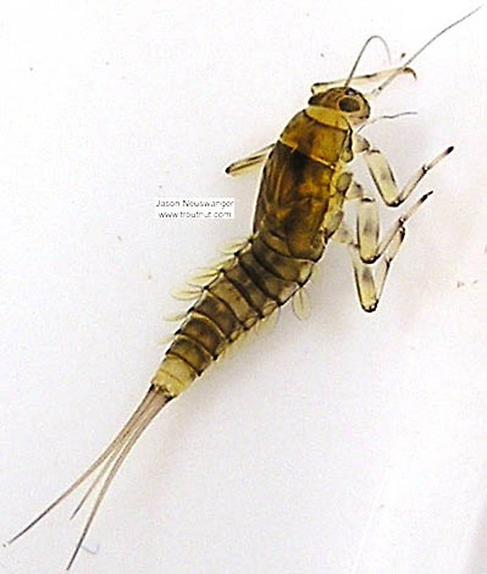 Baetidae (Blue-Winged Olives) Mayfly Nymph from Schacte Creek, Bayfield County in Wisconsin