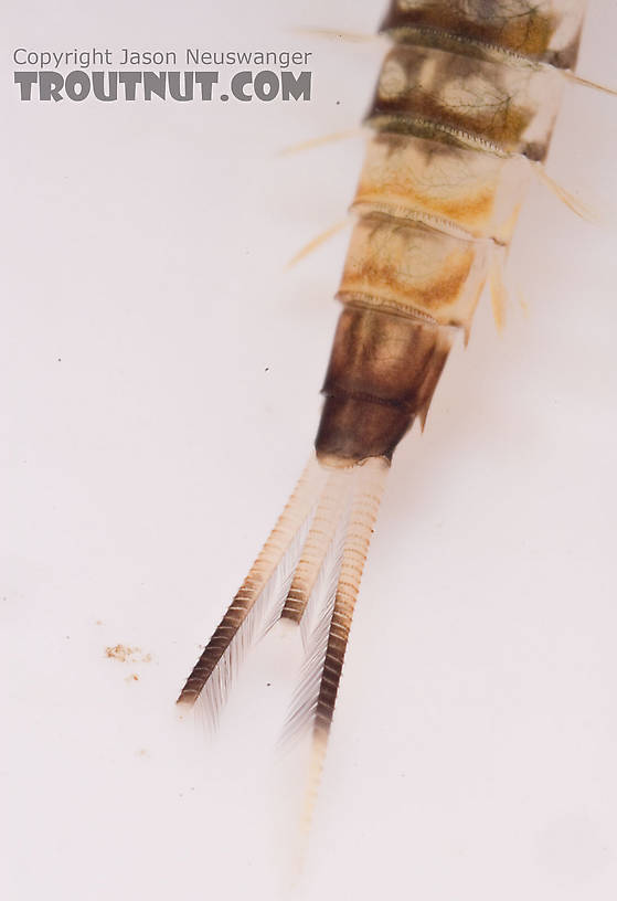 Ameletus (Brown Duns) Mayfly Nymph from Mongaup Creek in New York