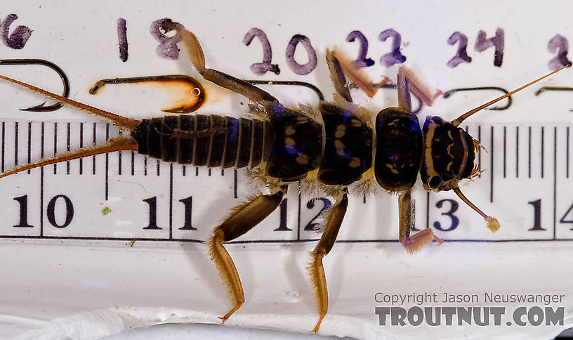 Acroneuria abnormis (Golden Stone) Stonefly Nymph from Mongaup Creek in New York