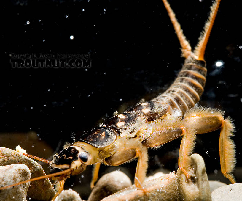 This is one of my favorite stonefly pictures.  I was playing around with holding my flash heads in different locations, and I got a neat lighting effect by holding one straight above the nymph's tank.  Acroneuria abnormis (Golden Stone) Stonefly Nymph from Mongaup Creek in New York