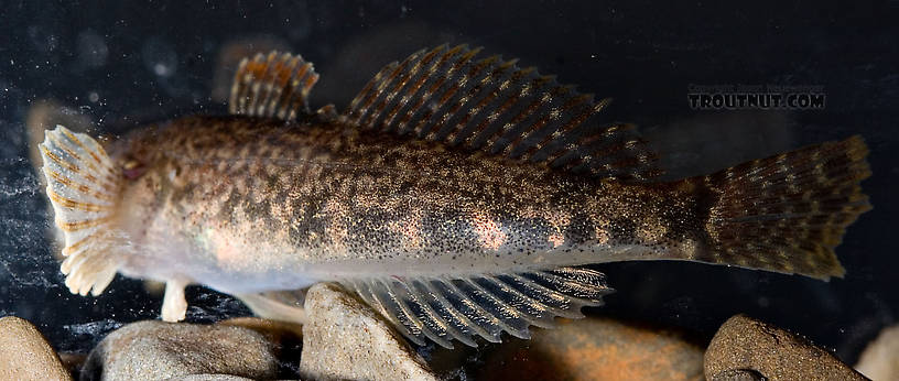 Cottidae (Sculpins) Sculpin Adult from Mongaup Creek in New York