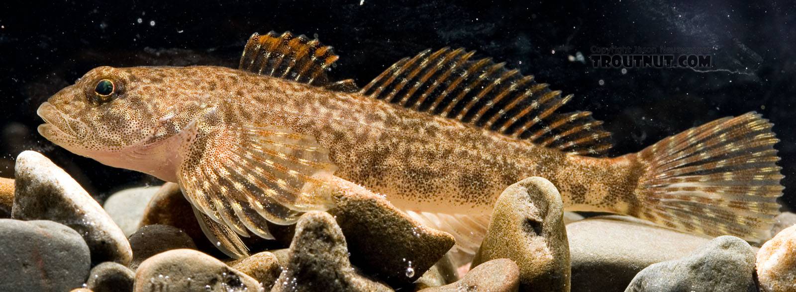 Cottidae (Sculpins) Sculpin Adult from Mongaup Creek in New York