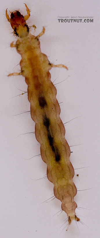 Rhyacophila carolina (Green Sedge) Caddisfly Larva from Mongaup Creek in New York