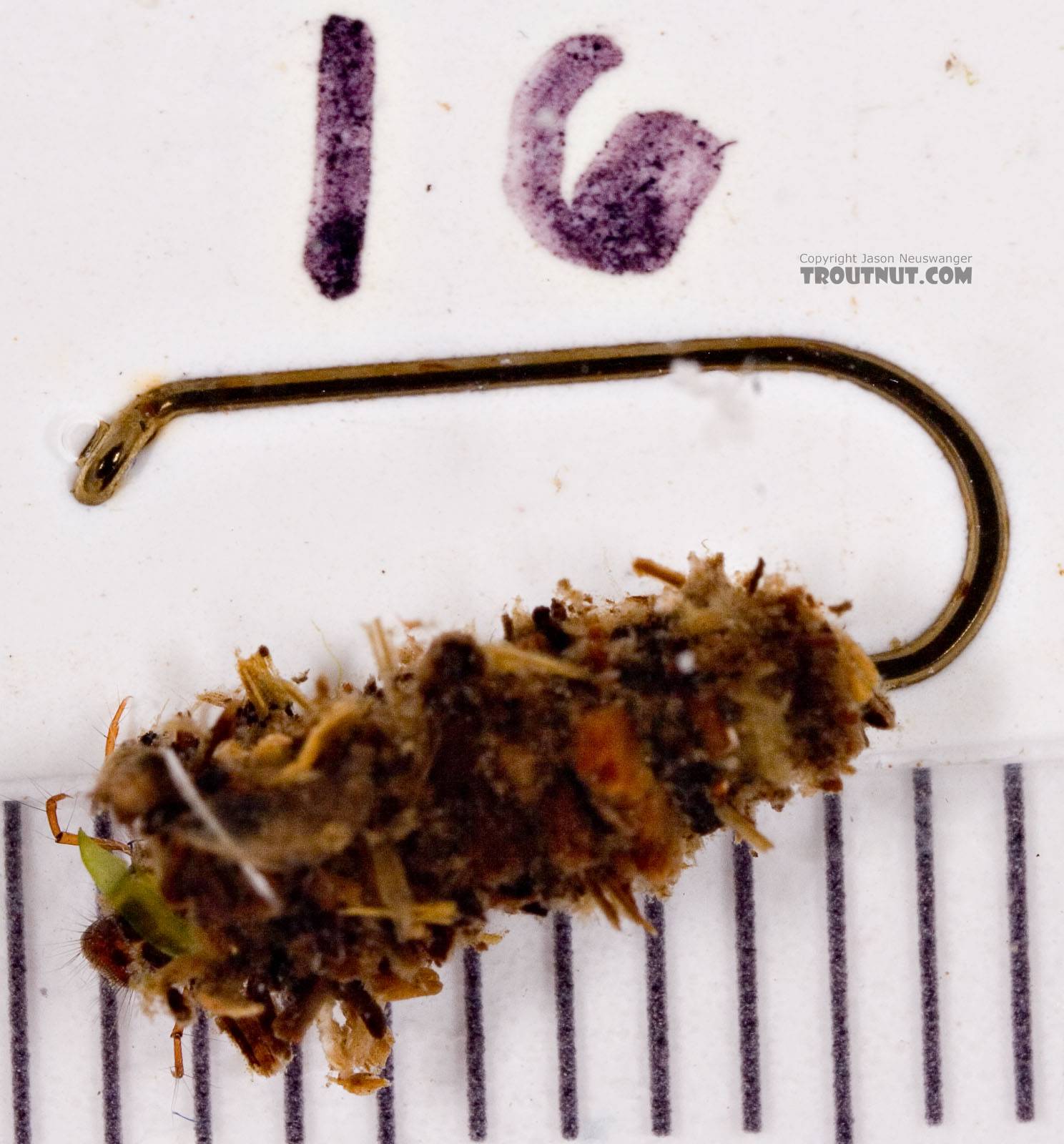 Lepidostoma (Little Brown Sedges) Little Brown Sedge Larva from Mongaup Creek in New York
