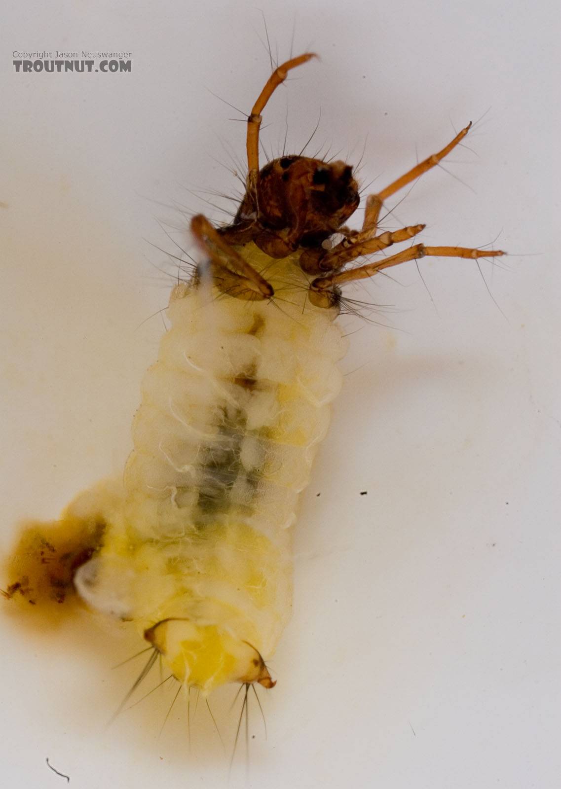 Lepidostoma (Little Brown Sedges) Little Brown Sedge Larva from Mongaup Creek in New York