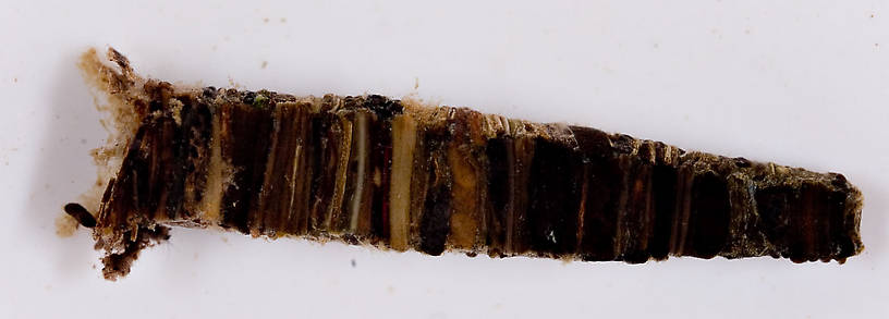 Brachycentridae (Apple Caddis and Grannoms) Caddisfly Pupa from Mongaup Creek in New York
