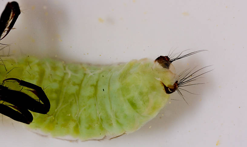 Brachycentridae (Apple Caddis and Grannoms) Caddisfly Pupa from Mongaup Creek in New York