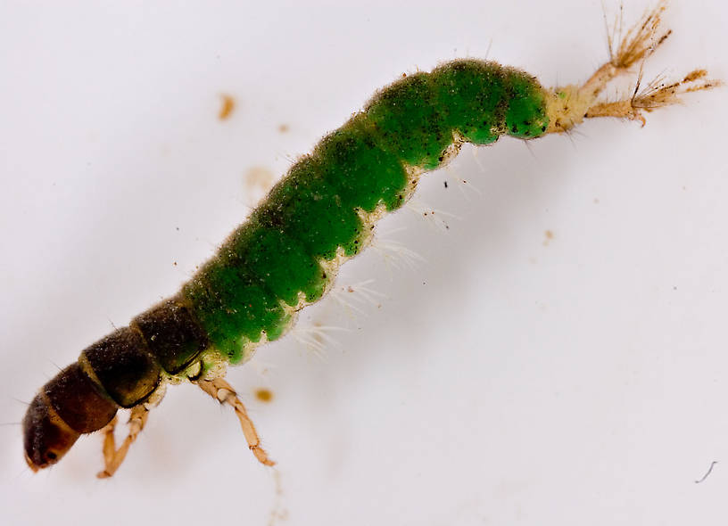Hydropsychidae Caddisfly Larva from Mongaup Creek in New York