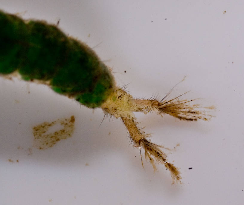 Hydropsychidae Caddisfly Larva from Mongaup Creek in New York