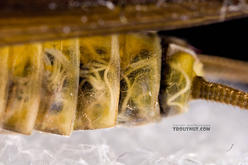 Paragnetina (Golden Stones) Stonefly Adult from Aquarium in New York