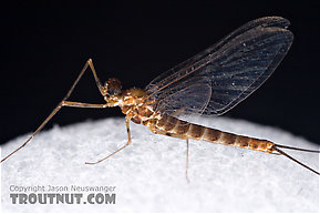 Male Epeorus (Little Maryatts) Mayfly Spinner