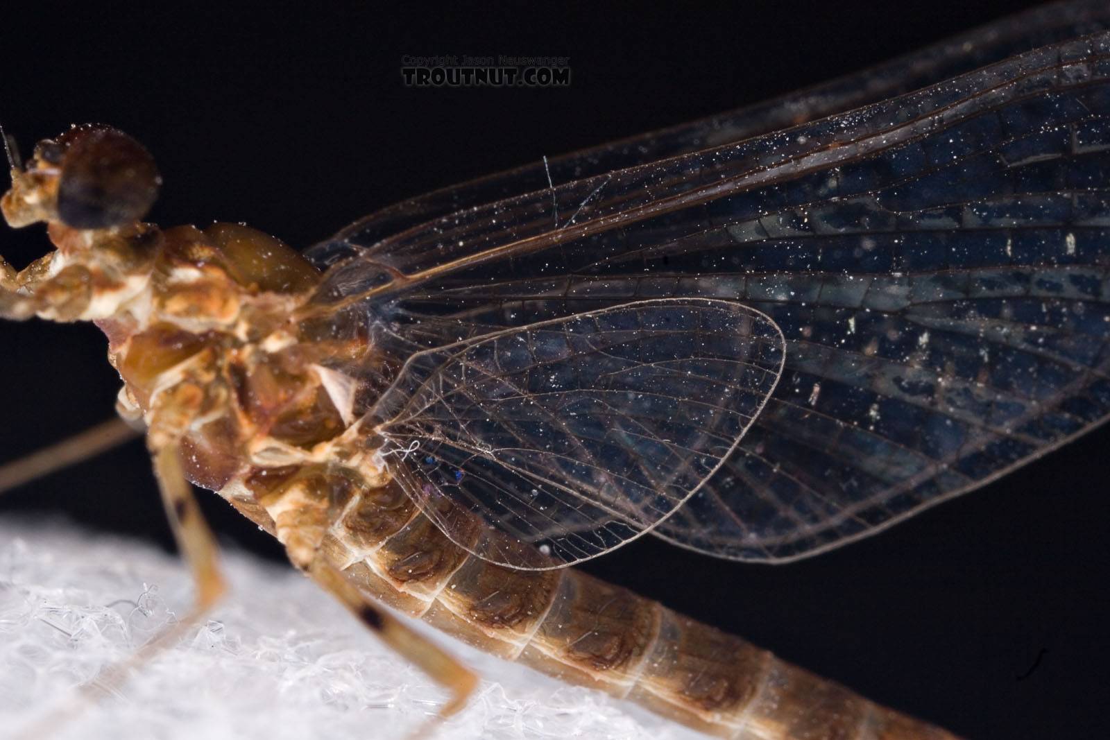 Male Epeorus (Little Maryatts) Mayfly Spinner from Unnamed trib of Factory Brook along 42a in New York