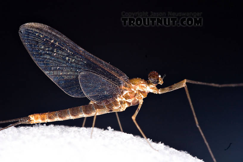 Male Epeorus (Little Maryatts) Mayfly Spinner from Unnamed trib of Factory Brook along 42a in New York