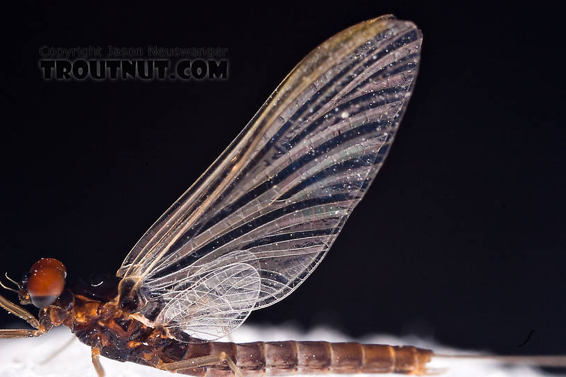 Male Neoleptophlebia adoptiva (Blue Quill) Mayfly Spinner from Factory Brook in New York