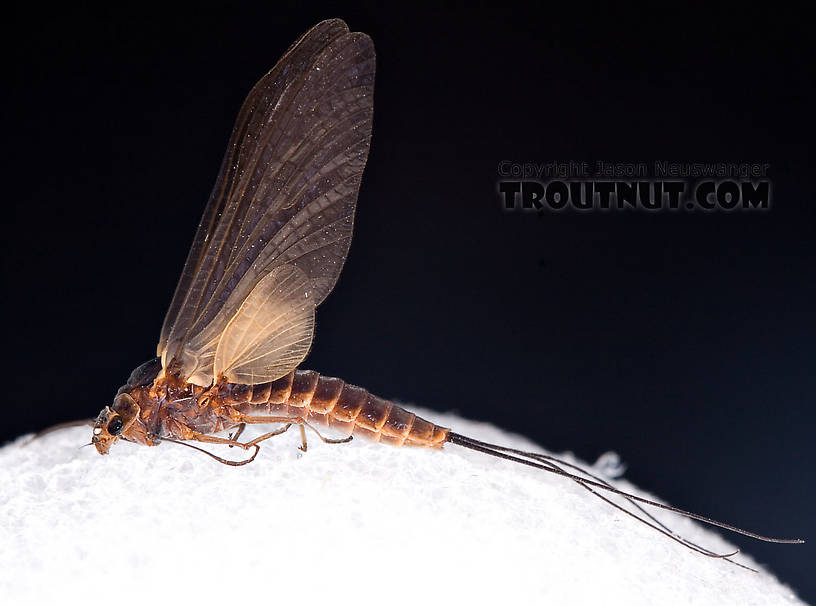 Female Leptophlebia (Black Quills and Blue Quills) Mayfly Dun from Factory Brook in New York