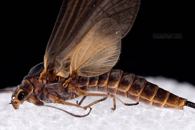 Female Leptophlebia (Black Quills and Blue Quills) Mayfly Dun from Factory Brook in New York