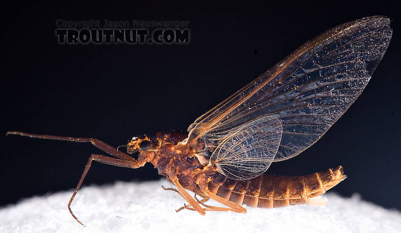 Female Leptophlebia (Black Quills and Blue Quills) Mayfly Spinner from Factory Brook in New York