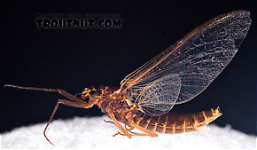 Female Leptophlebia (Black Quills and Blue Quills) Mayfly Spinner