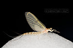 Female Ephemera varia (Yellow Drake) Mayfly Dun from Aquarium in New York