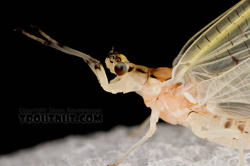 Female Ephemera varia (Yellow Drake) Mayfly Dun from Aquarium in New York