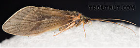 Brachycentrus appalachia (Apple Caddis) Caddisfly Adult