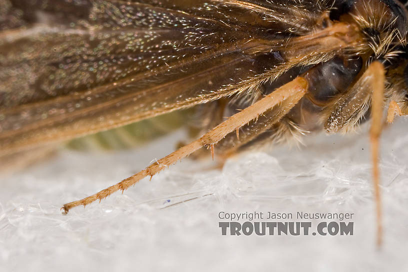 Brachycentrus appalachia (Apple Caddis) Caddisfly Adult from the West Branch of the Delaware River in New York