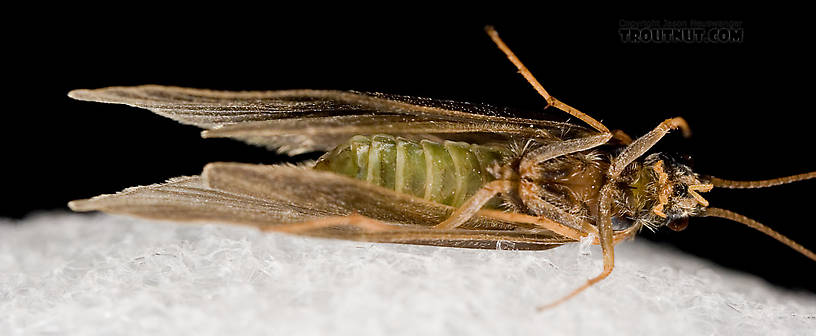 Brachycentrus appalachia (Apple Caddis) Caddisfly Adult from the West Branch of the Delaware River in New York