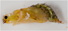 Hydropsyche (Spotted Sedges) Caddisfly Pupa