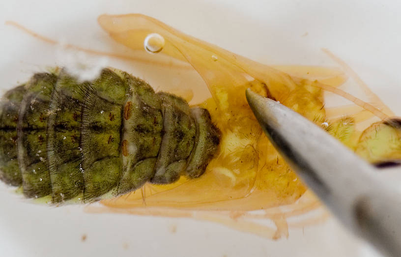 Hydropsyche (Spotted Sedges) Caddisfly Pupa from the Delaware River in New York