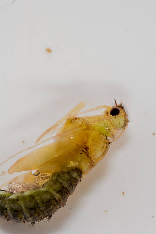 Hydropsyche (Spotted Sedges) Caddisfly Pupa from the Delaware River in New York