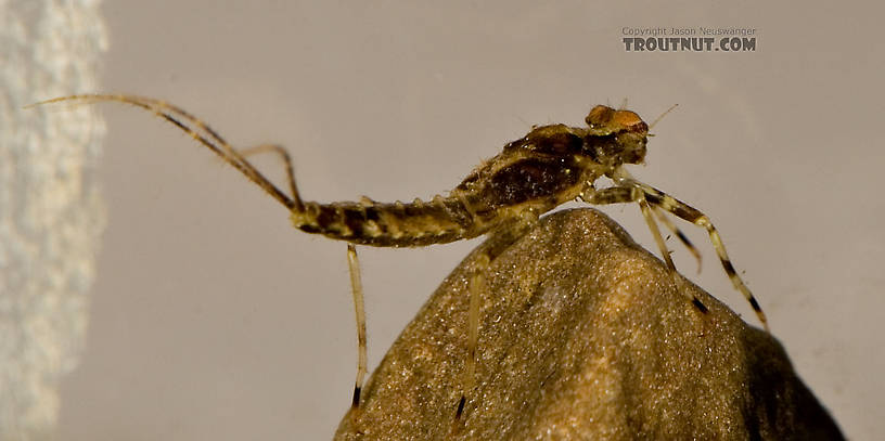 Penelomax septentrionalis Mayfly Nymph from the Delaware River in New York