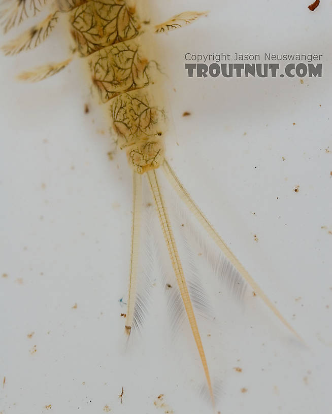 Siphlonurus quebecensis (Gray Drake) Mayfly Nymph from the Delaware River in New York