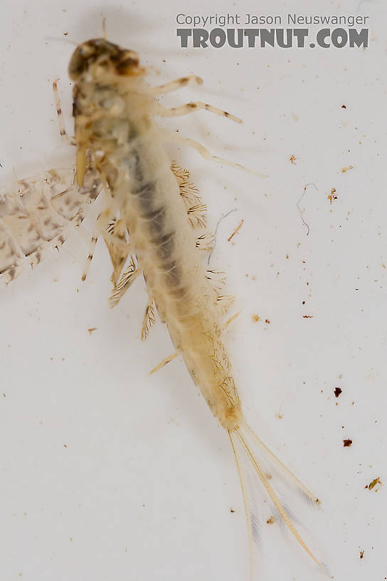 Siphlonurus quebecensis (Gray Drake) Mayfly Nymph from the Delaware River in New York