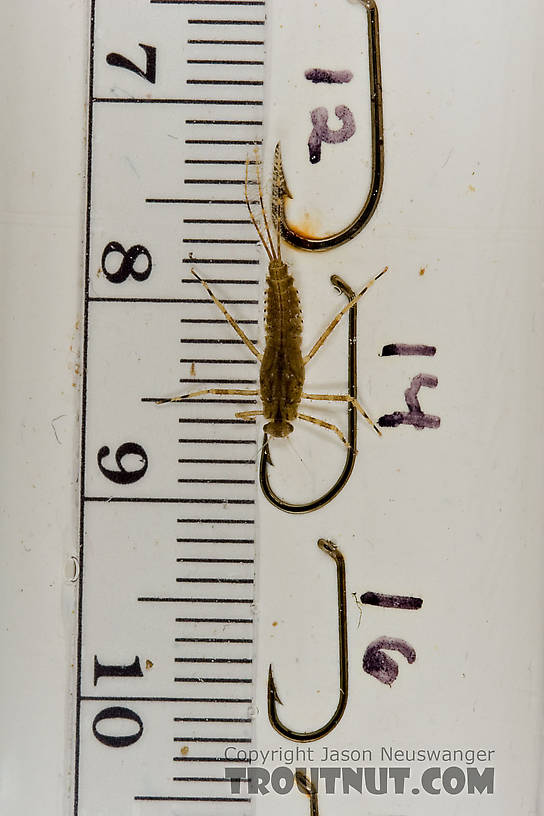 Penelomax septentrionalis Mayfly Nymph from the Delaware River in New York