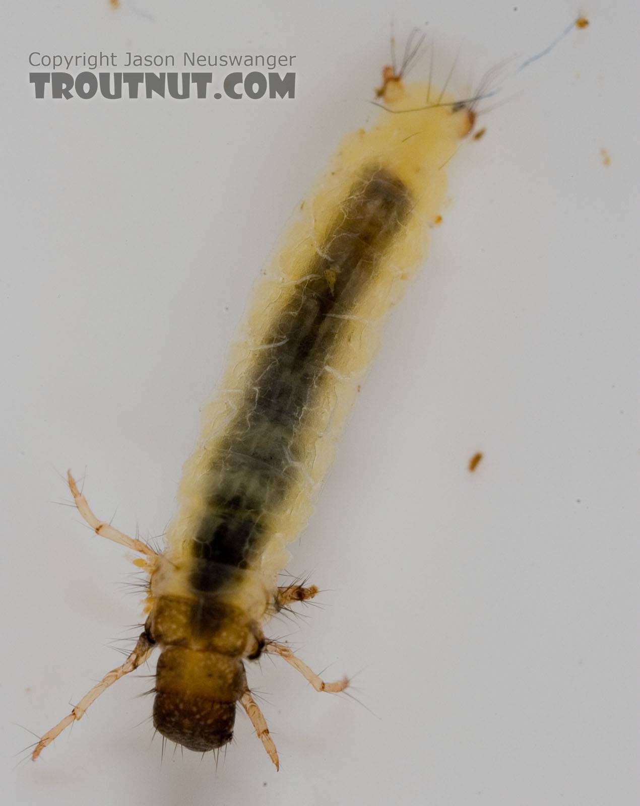 Lepidostoma (Little Brown Sedges) Little Brown Sedge Larva from the Delaware River in New York
