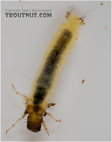 Lepidostoma (Little Brown Sedges) Little Brown Sedge Larva