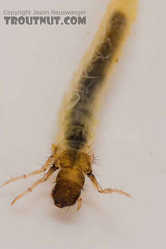 Lepidostoma (Little Brown Sedges) Little Brown Sedge Larva from the Delaware River in New York