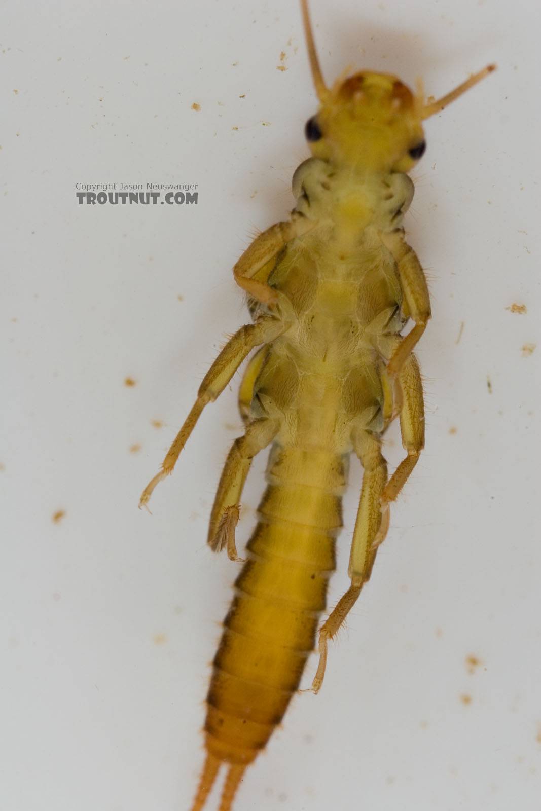 Sweltsa (Sallflies) Stonefly Nymph from the Delaware River in New York