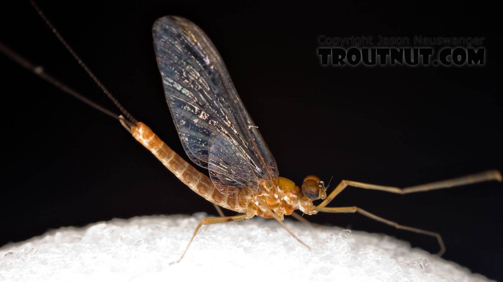 Male Epeorus (Little Maryatts) Mayfly Spinner from Enfield Creek in Treman Park in New York