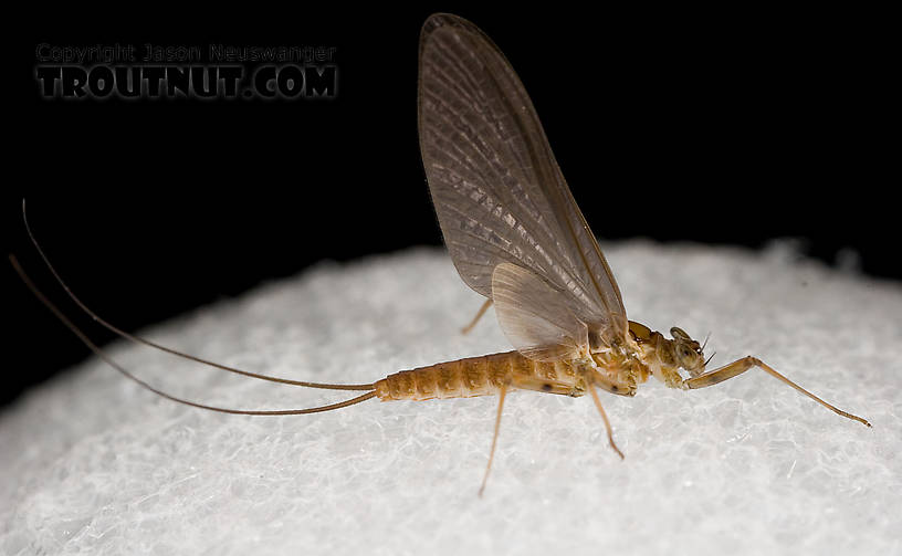 Female Epeorus (Little Maryatts) Mayfly Dun from Enfield Creek in Treman Park in New York